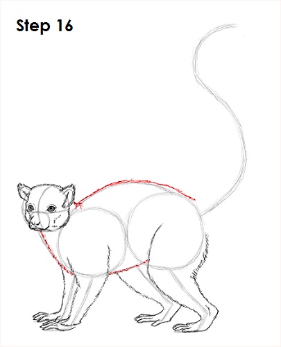 Ring-Tailed Lemur Drawing 16 Draw Lemur 16