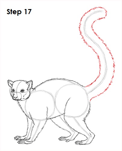 Ring-Tailed Lemur Drawing 17 Draw Lemur 17