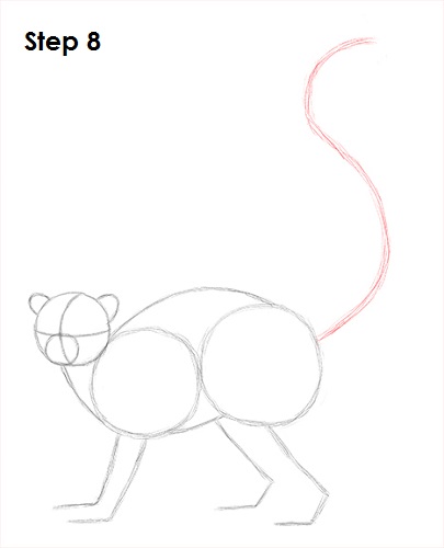 Draw Lemur 8