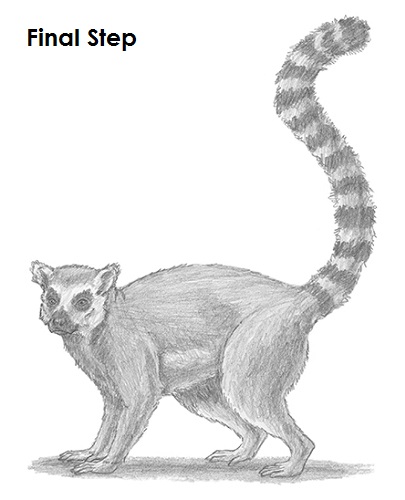 Ring-Tailed Lemur Drawing Last Draw Lemur Last
