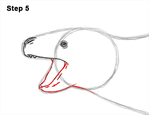 Draw a Leopard Seal Drawing 5 How to Draw a Sea Leopard Seal Side View 5