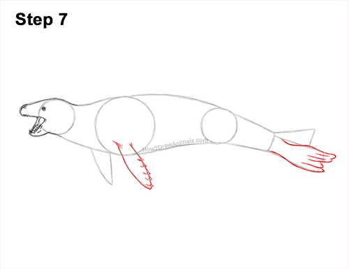 Draw a Leopard Seal Drawing 7 How to Draw a Sea Leopard Seal Side View 7
