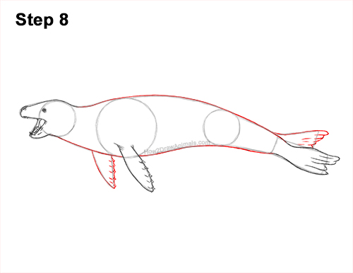 Draw a Leopard Seal Drawing 8 How to Draw a Sea Leopard Seal Side View 8