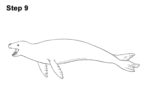 Draw a Leopard Seal Drawing 9 How to Draw a Sea Leopard Seal Side View 9