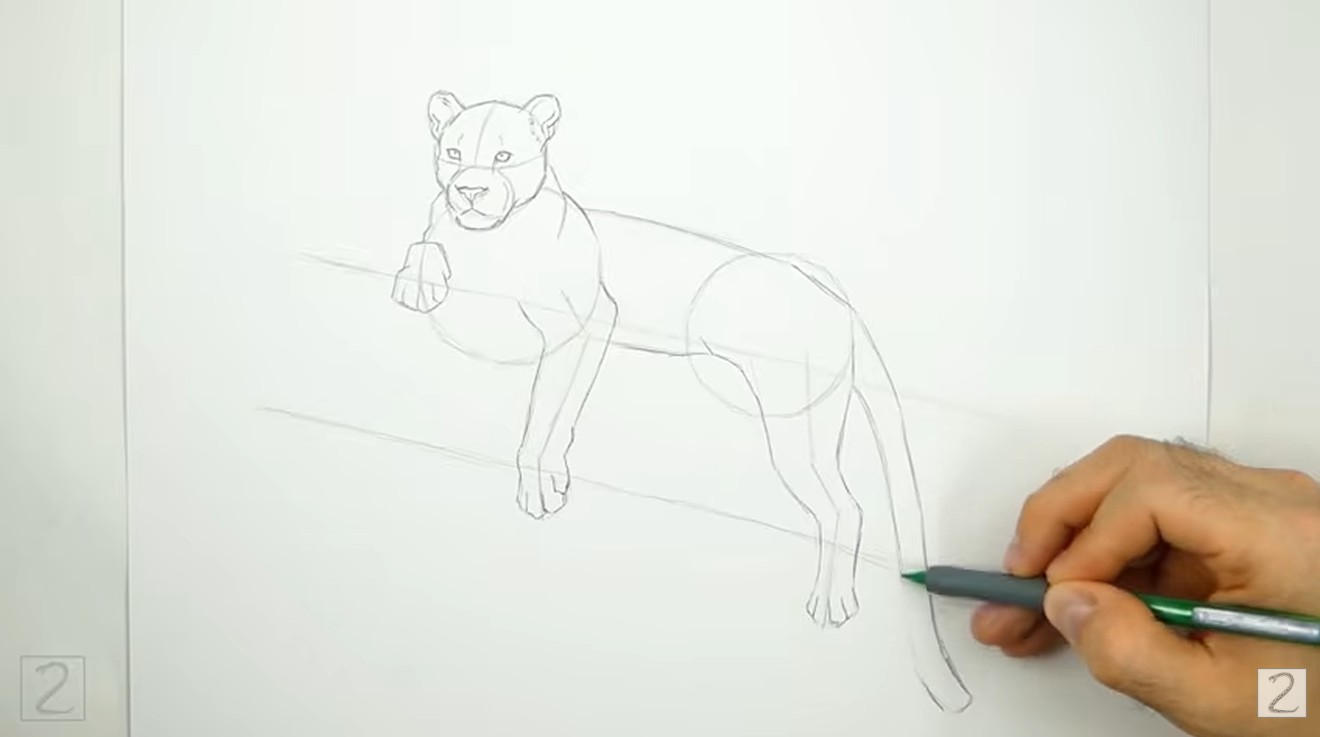 Draw Leopard Body Construction How to Draw Leopard Body and Legs
