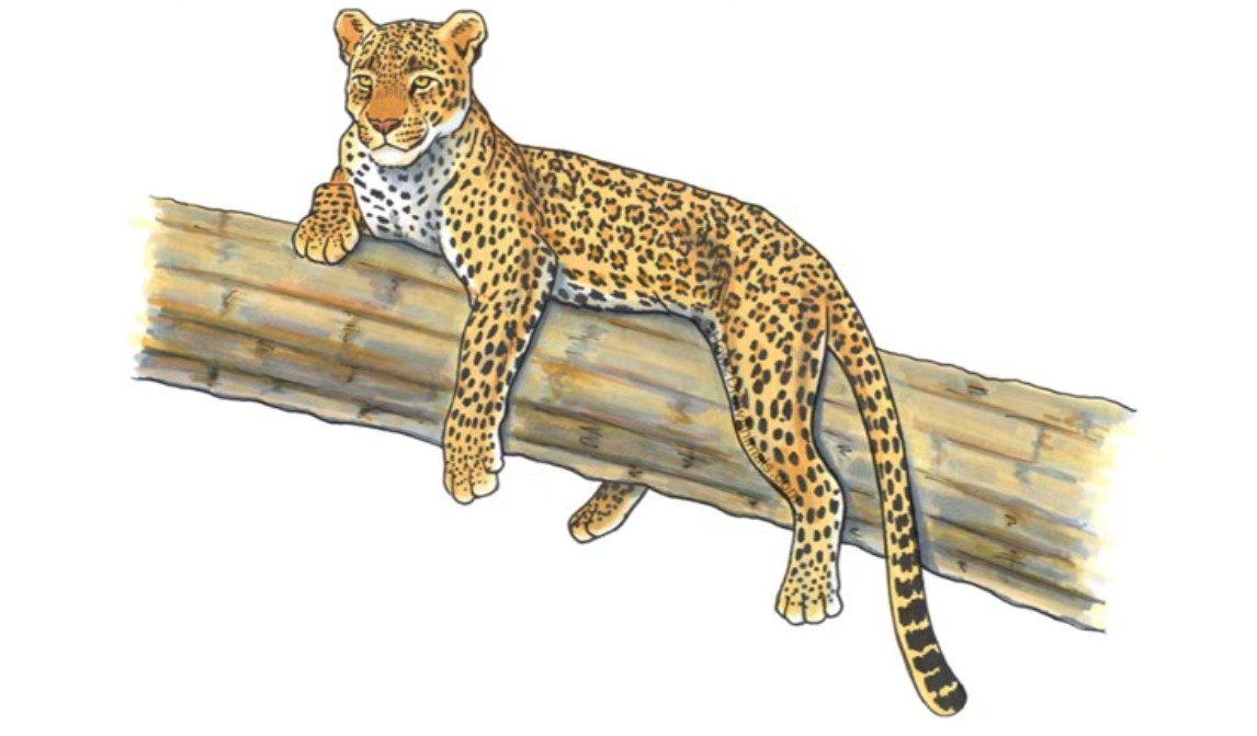 Final Colored Leopard Finish Coloring Leopard Drawing