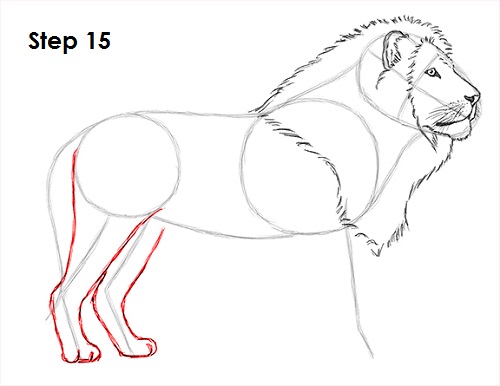 Draw Lion 15