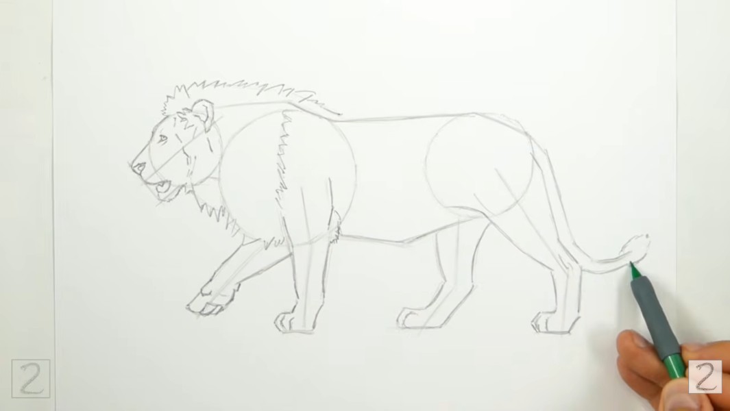 Draw Lion Hind Legs and Body How to Draw Lion Hind Legs and Body
