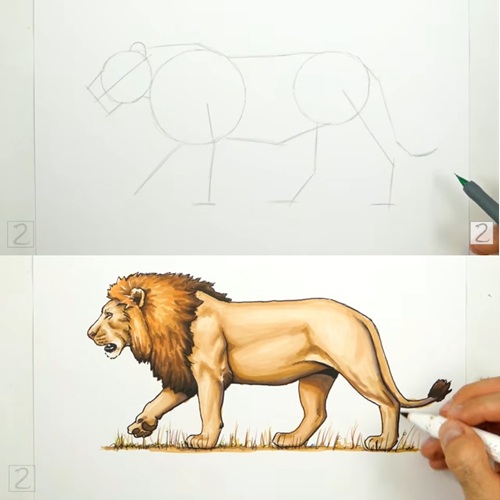 Congratulations, You're Done! Completed Lion Drawing