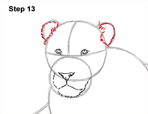 How to Draw a Lion Color Side Laying Lying Down 13