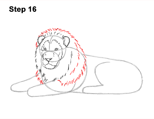 How to Draw a Lion Color Side Laying Lying Down 16