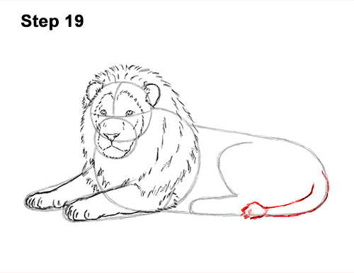 How to Draw a Lion Color Side Laying Lying Down 19