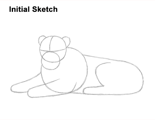 How to Draw a Lion Color Side Laying Lying Down Guide Lines