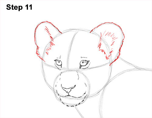 Lion Cub Drawing 11 Draw Lion Cub 11