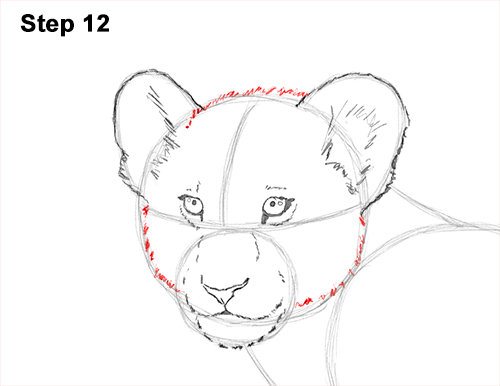 Lion Cub Drawing 12 Draw Lion Cub 12