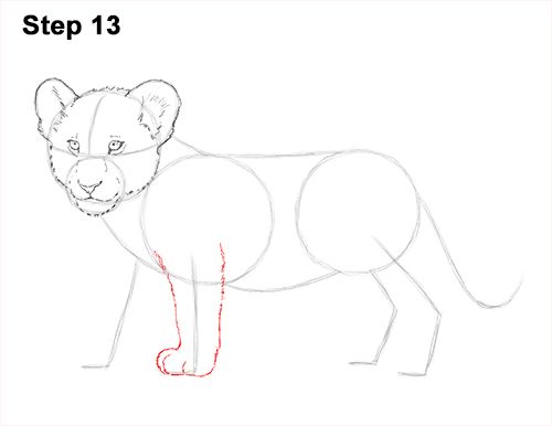 Lion Cub Drawing 13 Draw Lion Cub 13