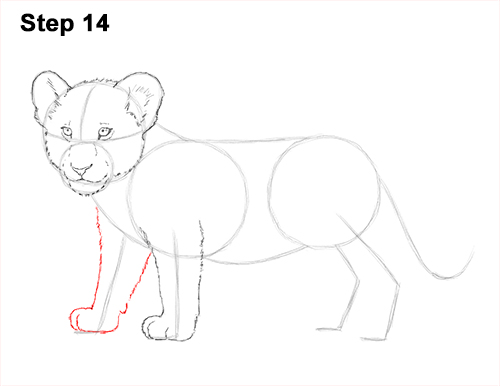 Lion Cub Drawing 14 Draw Lion Cub 14