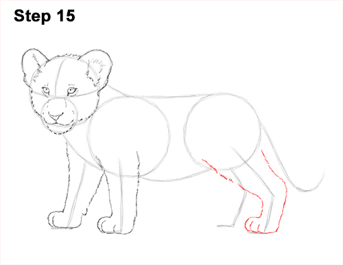 Lion Cub Drawing 15 Draw Lion Cub 15