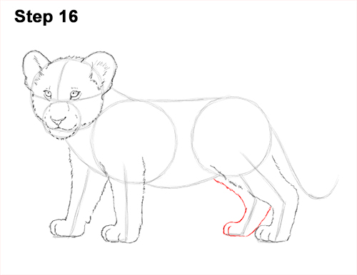 Lion Cub Drawing 16 Draw Lion Cub 16