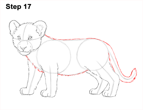 Lion Cub Drawing 17 Draw Lion Cub 17