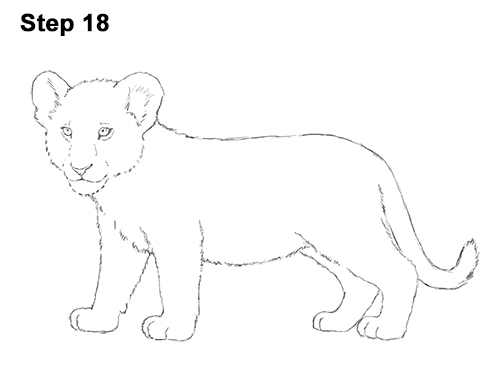 Lion Cub Drawing 18 Draw Lion Cub 18