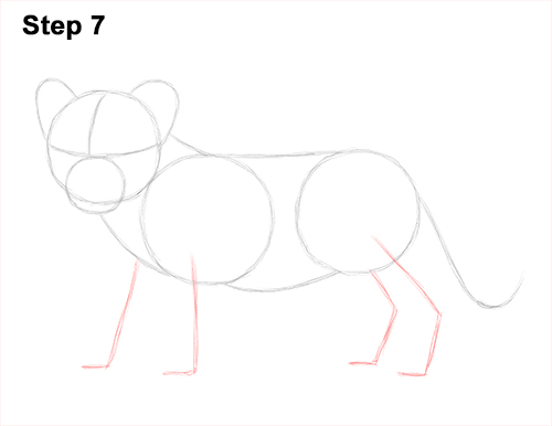 Lion Cub Drawing 7 Draw Lion Cub 7