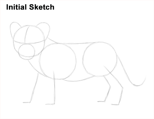 Lion Cub Drawing Sketch Draw Lion Cub Sketch