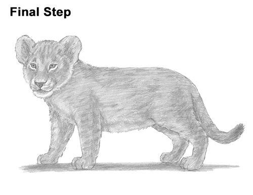 Lion Cub Drawing Draw Lion Cub