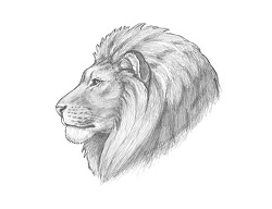 How to Draw a Lion Head Detail Profile Portrait Face