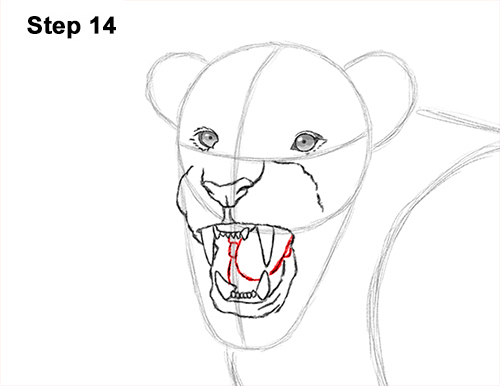 Lion Roaring Drawing 14 Draw Roaring Lion 14