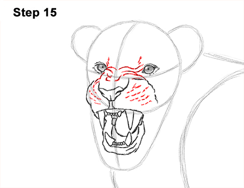 Lion Roaring Drawing 15 Draw Roaring Lion 15