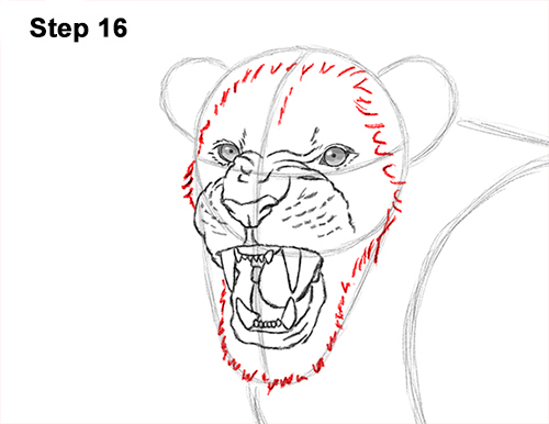 Lion Roaring Drawing 16 Draw Roaring Lion 16