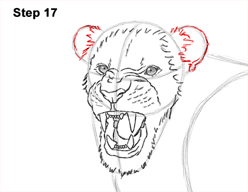 Lion Roaring Drawing 17 Draw Roaring Lion 17