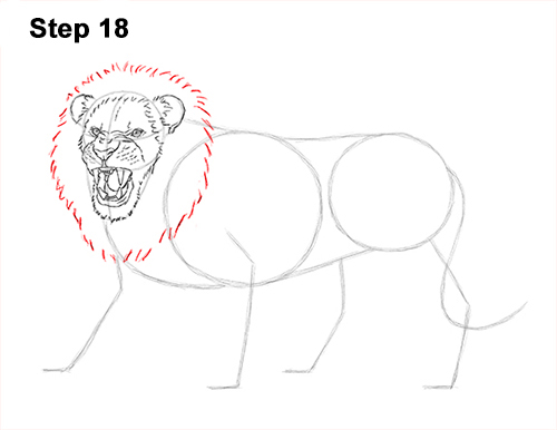 Lion Roaring Drawing 18 Draw Roaring Lion 18