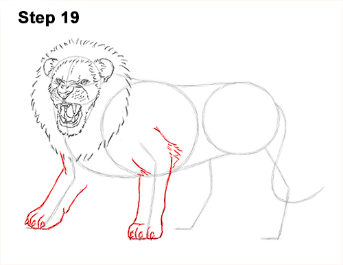 Lion Roaring Drawing 19 Draw Roaring Lion 19