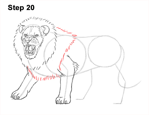 Lion Roaring Drawing 20 Draw Roaring Lion 20