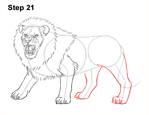 Lion Roaring Drawing 21 Draw Roaring Lion 21