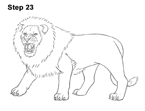 Lion Roaring Drawing 23 Draw Roaring Lion 23