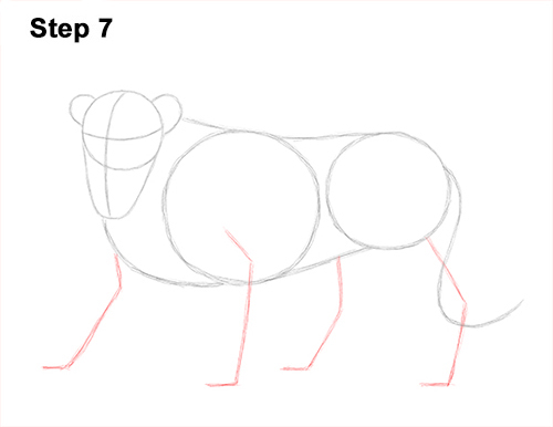 Lion Roaring Drawing 7 Draw Roaring Lion 7
