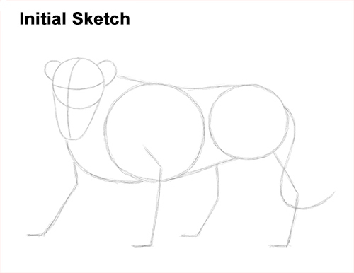 Lion Roaring Drawing Initial Sketch Draw Roaring Lion Initial Sketch