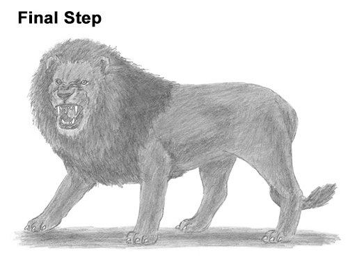 Lion Roaring Drawing Draw Roaring Lion