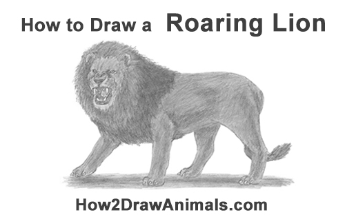 Draw a Lion Roaring How to Draw a Roaring Lion
