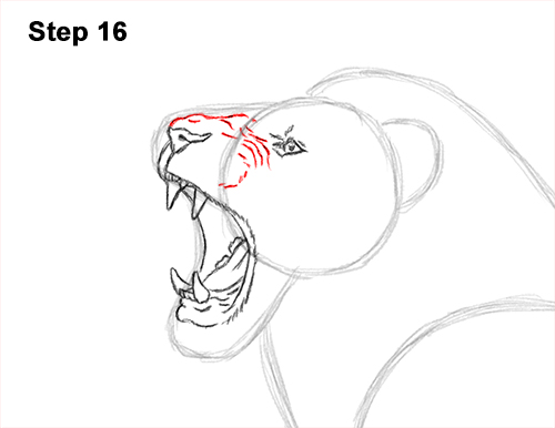 Draw a Lion Roaring Color 16 How to Draw a Lion Roar Roaring Side Color 16