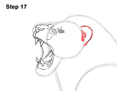 Draw a Lion Roaring Color 17 How to Draw a Lion Roar Roaring Side Color 17