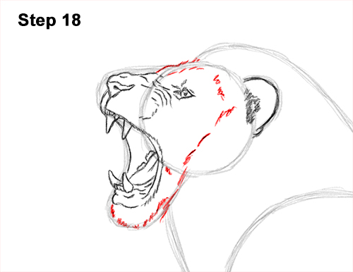 Draw a Lion Roaring Color 18 How to Draw a Lion Roar Roaring Side Color 18
