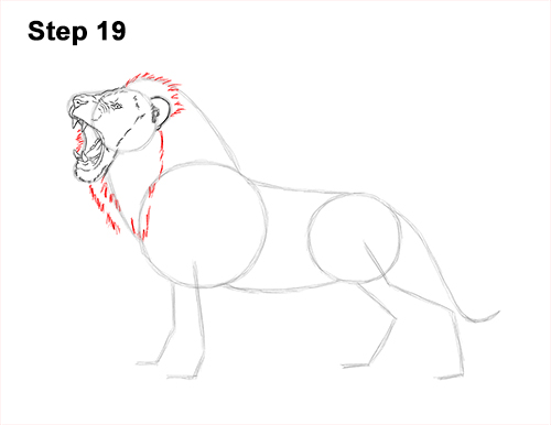 Draw a Lion Roaring Color 19 How to Draw a Lion Roar Roaring Side Color 19