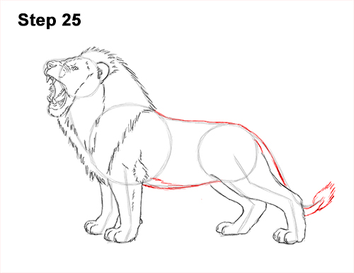 Draw a Lion Roaring Color 25 How to Draw a Lion Roar Roaring Side Color 25