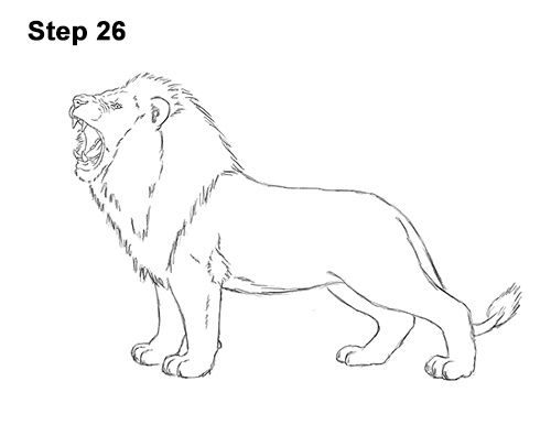 Draw a Lion Roaring Color 26 How to Draw a Lion Roar Roaring Side Color 26