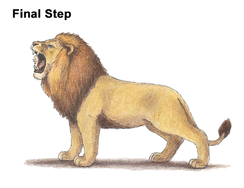 Draw a Lion Roaring Color How to Draw a Lion Roar Roaring Side Color