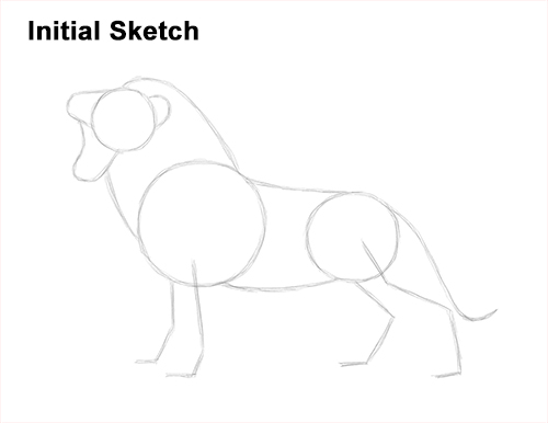 How to Draw a Lion Roar Roaring Side Color Guide Lines